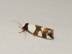 Zonopetala decisana