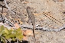 Sceloporus graciosus