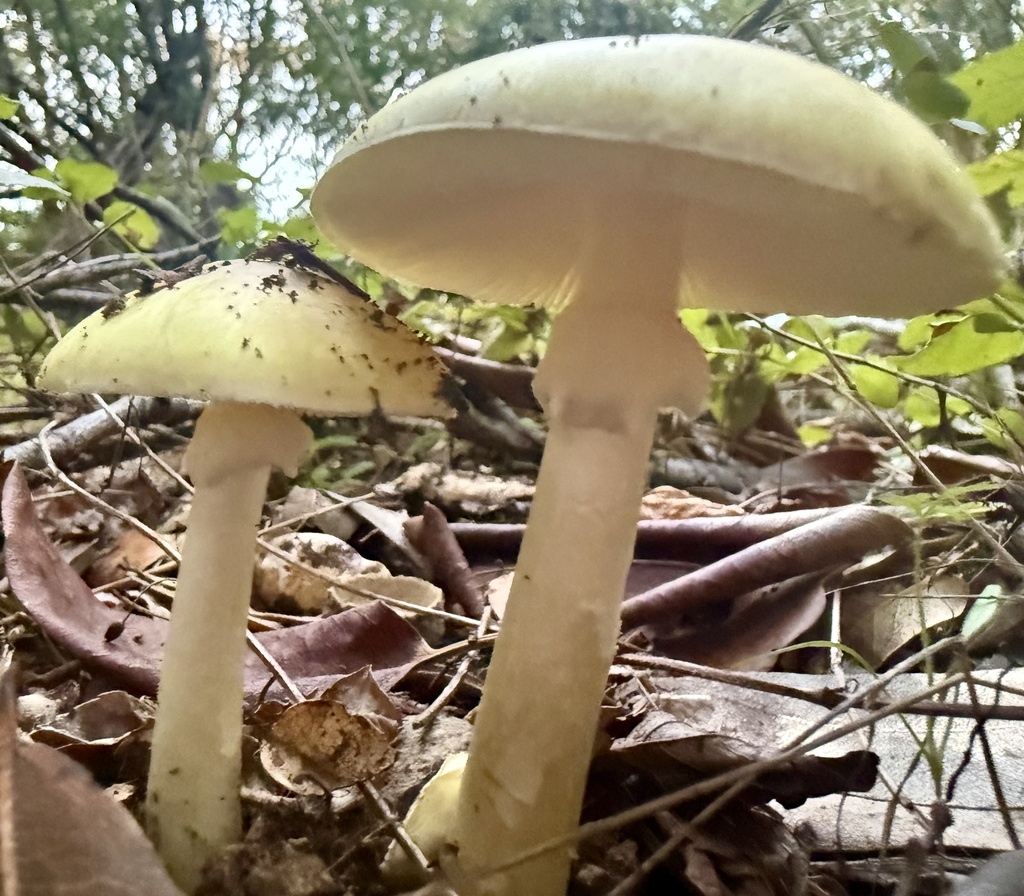 Amanita phalloides · November 2025 · photo: © hllrnnr (iNaturalist, cc0)