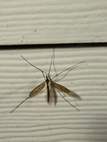 Unknown species found near Brisbane Woods Way, Cary, NC, US