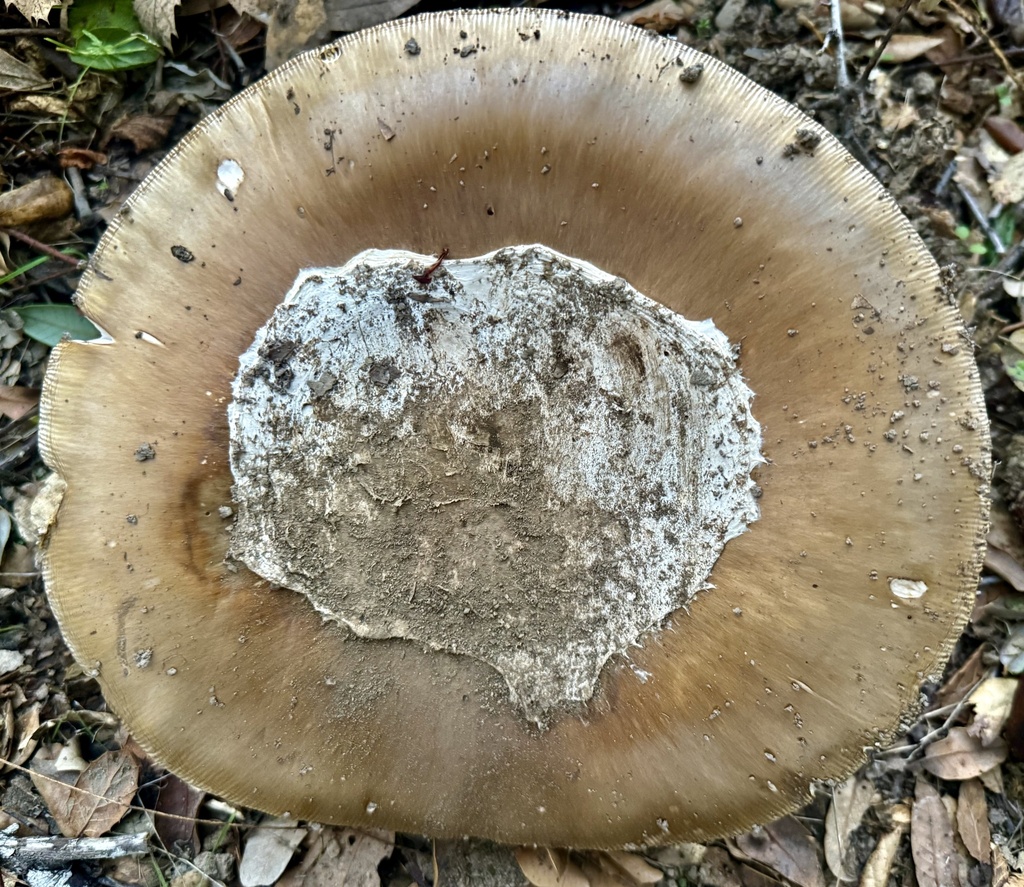 Amanita calyptroderma · November 2025 · photo: © hllrnnr (iNaturalist, cc0)