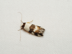 Zonopetala decisana