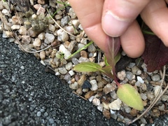 Phytolacca