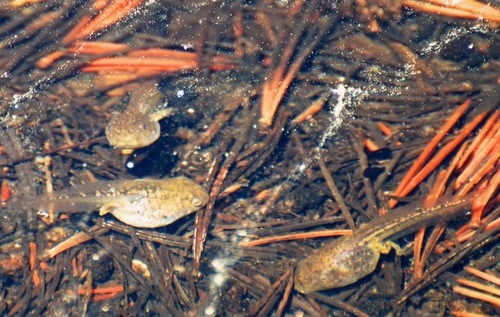 iNaturalist observation photo of Pacific chorus frog