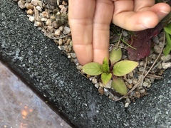 Phytolacca