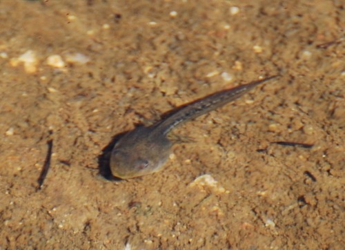 iNaturalist observation photo of Pacific chorus frog