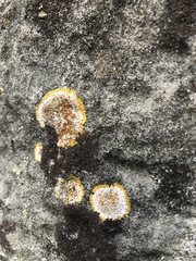 Teloschistaceae