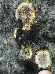 Teloschistaceae