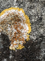Teloschistaceae