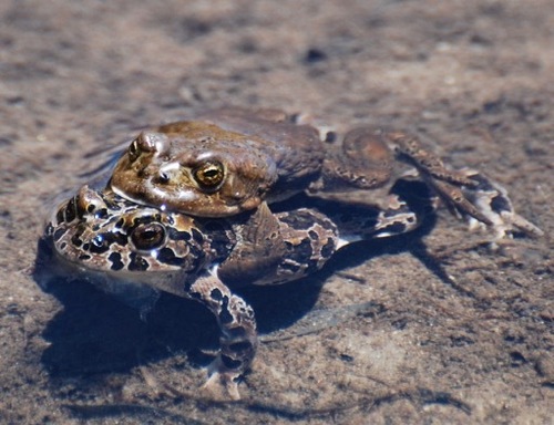 iNaturalist observation photo of Yosemite Toad