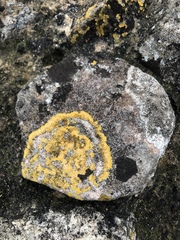 Teloschistaceae