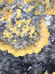 Teloschistaceae