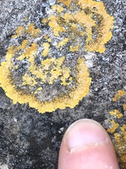 Teloschistaceae