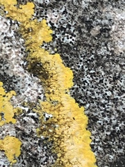 Teloschistaceae