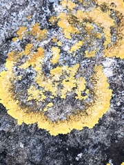Teloschistaceae