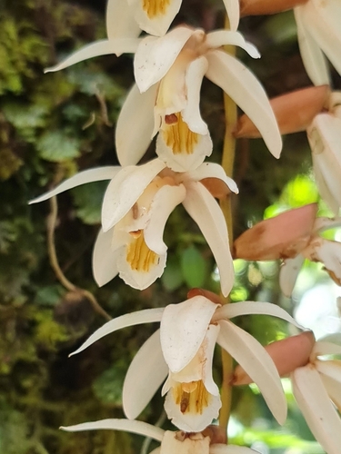 Coelogyne rhabdobulbon Schltr. 3