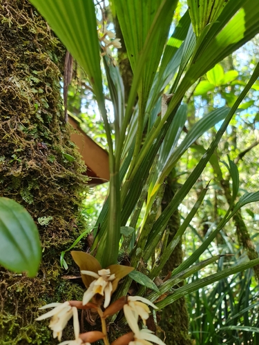Coelogyne rhabdobulbon Schltr. 4