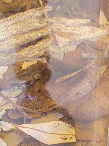 Southern Death Adder sighting