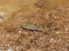 Cyprinodon macularius