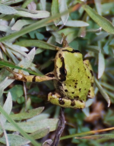 iNaturalist observation photo of Pacific chorus frog