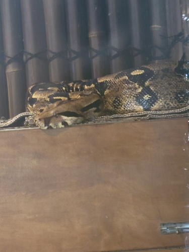 Central American Boa sighting