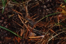 iNaturalist observation photo of Pacific chorus frog