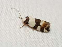 Zonopetala decisana