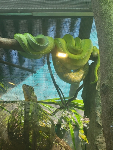 Southern Green Python sighting