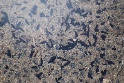 iNaturalist observation photo of Yosemite Toad