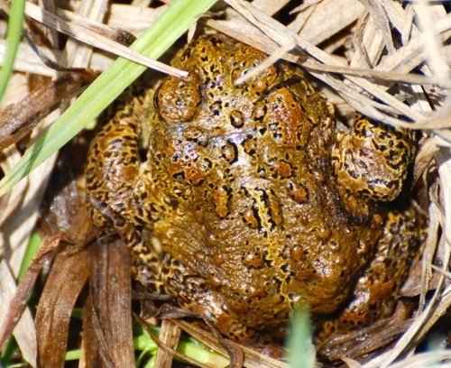 iNaturalist observation photo of Yosemite Toad