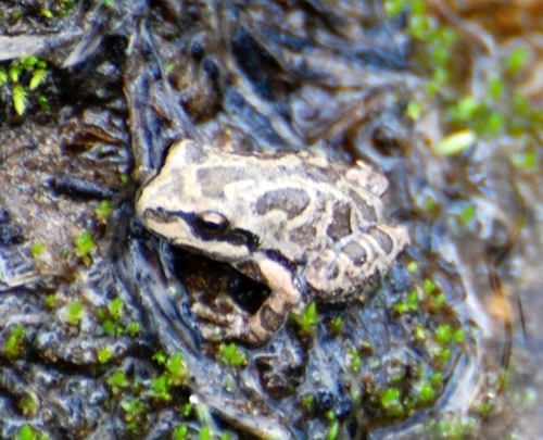 iNaturalist observation photo of Pacific chorus frog