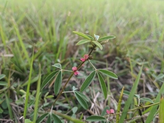 Indigofera trifoliata