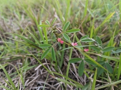 Indigofera trifoliata