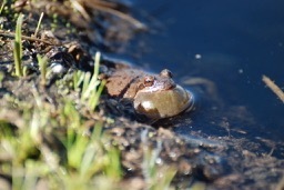iNaturalist observation photo of Pacific chorus frog