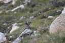 Marmota flaviventris