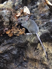 Long-Tailed Field Mouse photo 2
