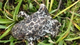 iNaturalist observation photo of Yosemite Toad