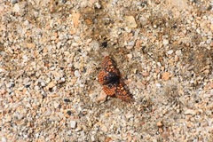 Euphydryas editha