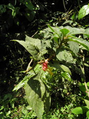 Drymonia strigosa