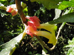 Drymonia strigosa
