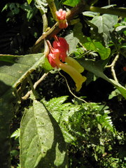 Drymonia strigosa