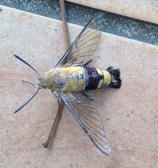 Cephonodes hylas virescens