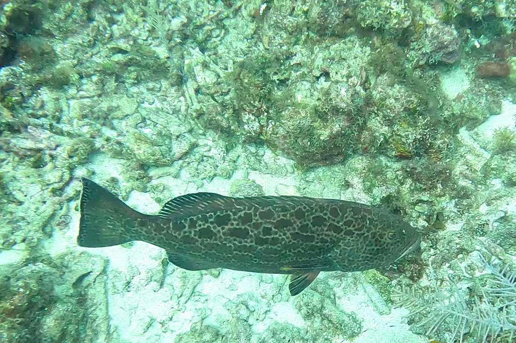 Photo of a Yellowfin Grouper