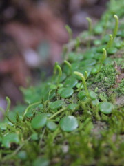 Peperomia rotundifolia