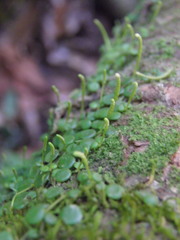 Peperomia rotundifolia