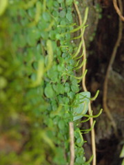 Peperomia rotundifolia