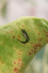 Gigantothrips elegans