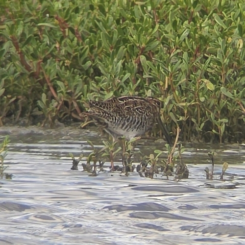 Gallinago gallinago, 2025-11-06