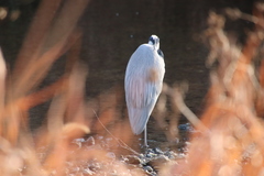 Ardea cinerea