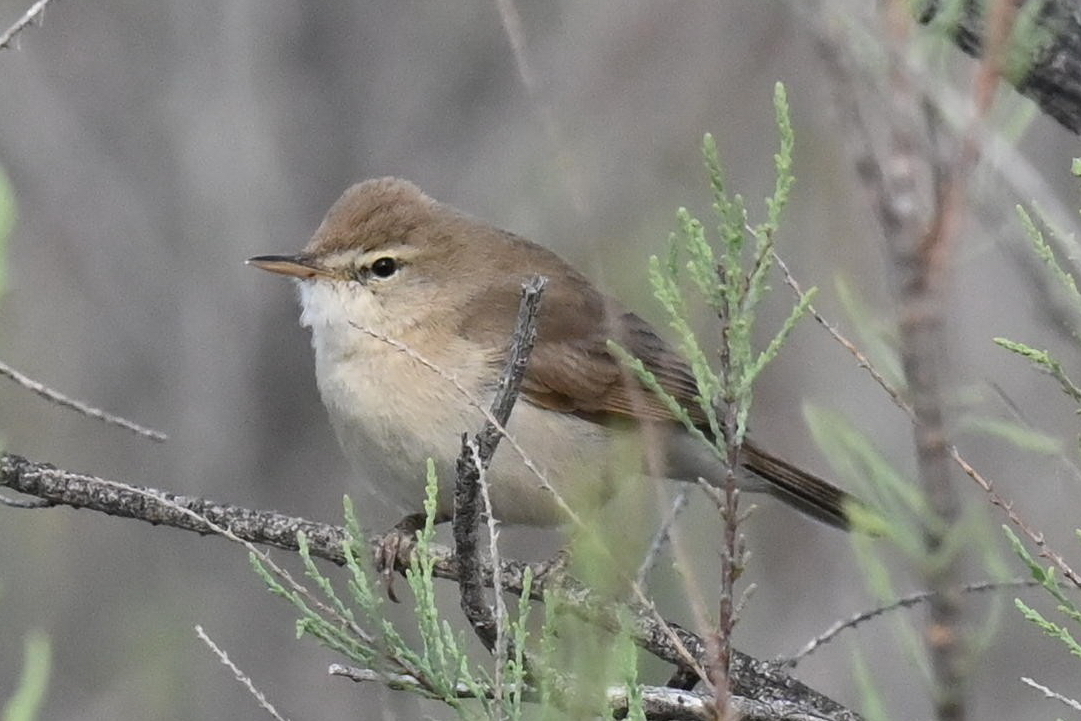 Sykes's Warbler